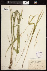 Patis racemosa image