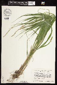 Patis racemosa image