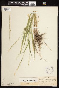 Patis racemosa image