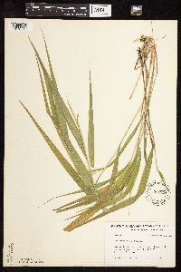 Patis racemosa image