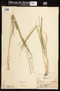 Patis racemosa image