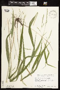 Patis racemosa image