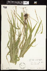 Patis racemosa image