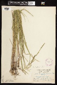 Patis racemosa image