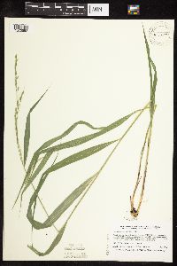 Patis racemosa image