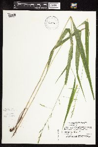 Patis racemosa image