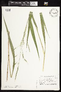 Patis racemosa image