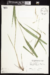 Patis racemosa image