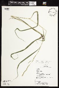 Patis racemosa image