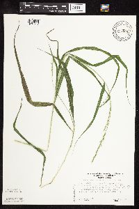 Patis racemosa image