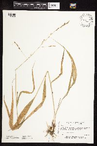 Patis racemosa image