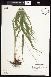 Patis racemosa image