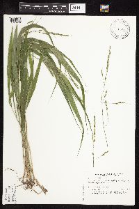 Patis racemosa image