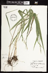 Patis racemosa image