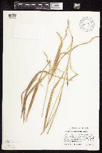 Patis racemosa image