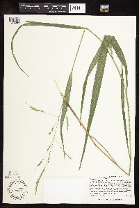 Patis racemosa image