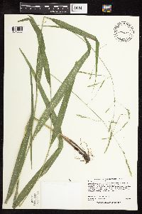 Patis racemosa image