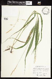 Patis racemosa image