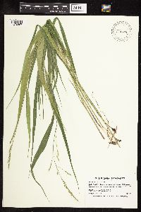 Patis racemosa image