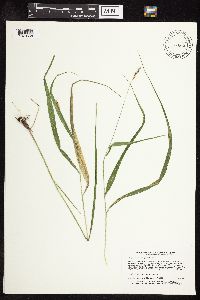 Patis racemosa image