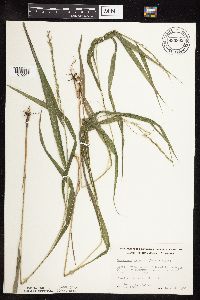 Patis racemosa image