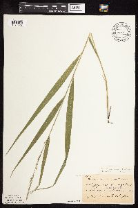 Patis racemosa image