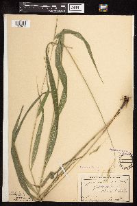 Patis racemosa image