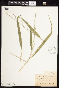 Patis racemosa image