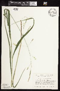 Patis racemosa image