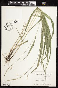 Patis racemosa image