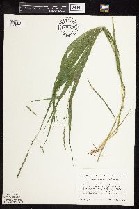 Patis racemosa image