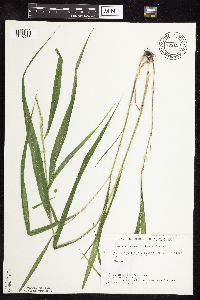 Patis racemosa image