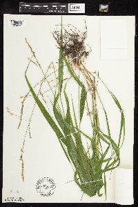 Patis racemosa image