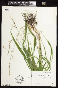 Patis racemosa image