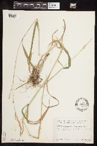 Patis racemosa image