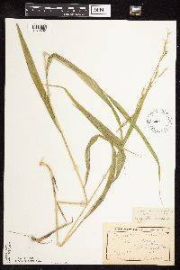 Patis racemosa image