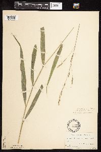 Patis racemosa image