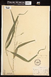 Patis racemosa image