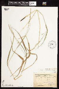 Patis racemosa image