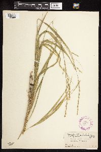 Patis racemosa image