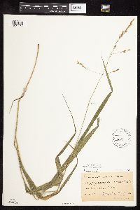 Patis racemosa image