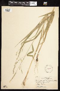 Patis racemosa image