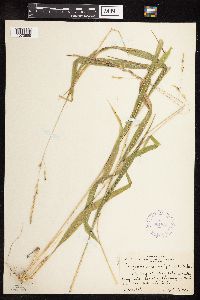 Patis racemosa image