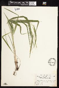 Patis racemosa image