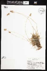 Image of Poa alpina