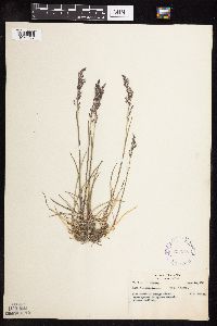 Poa alpina image