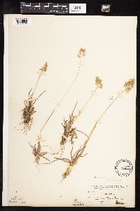 Poa alpina image