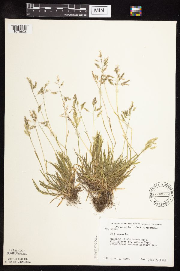 Poa annua image