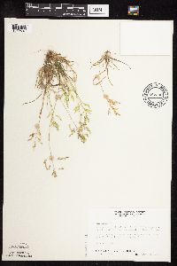 Poa annua image
