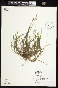 Poa annua image